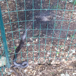 deter snakes from chicken coop