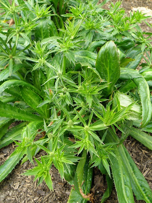 Asian Coriander Cambodia Medicine Asian Coriander