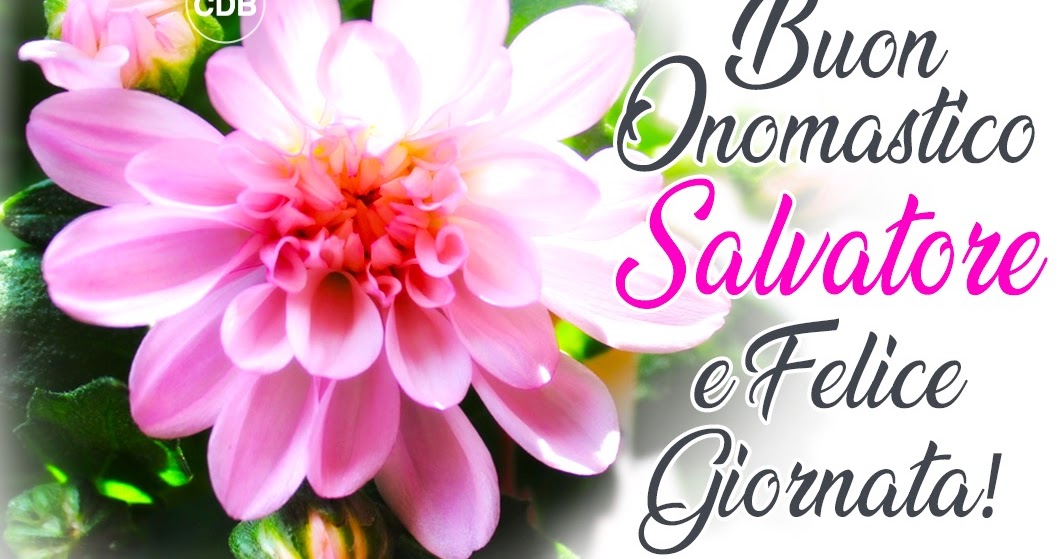 Cdb Cartoline Per Tutti I Gusti Cartolina Buon Onomastico Salvatore E Felice Giornata Con Immagine Floreale Di Fantastici Crisantemi Rosa Da Scaricare O Condividere Gratis