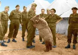 WW2 Private Wojtek the bear plays with Polish soldier