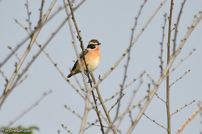 Mascle de bitxac rogenc (Saxicola rubetra)