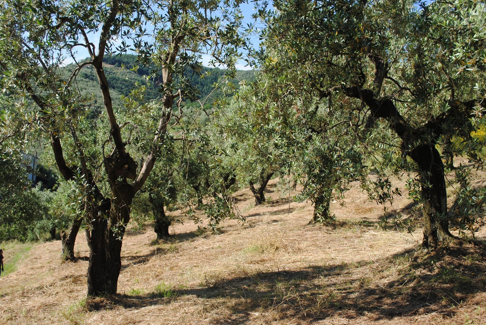 From Olive Groves To Azure Coasts: Colors Of The Mediterranean Palette