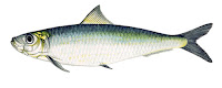 taille reglementaire sardine