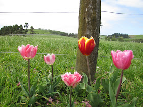 tulips-pink-orange