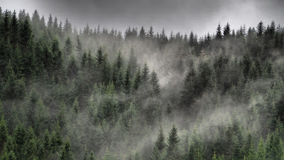 Forest, nature, fog, trees, spruce