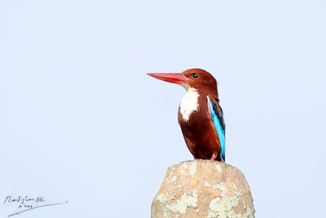 White-throated Kingfisher resting on a electric pole