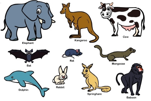 Cara Menggambar Hewan Mamalia Point Opini Penyedia Point Informasi Terkini