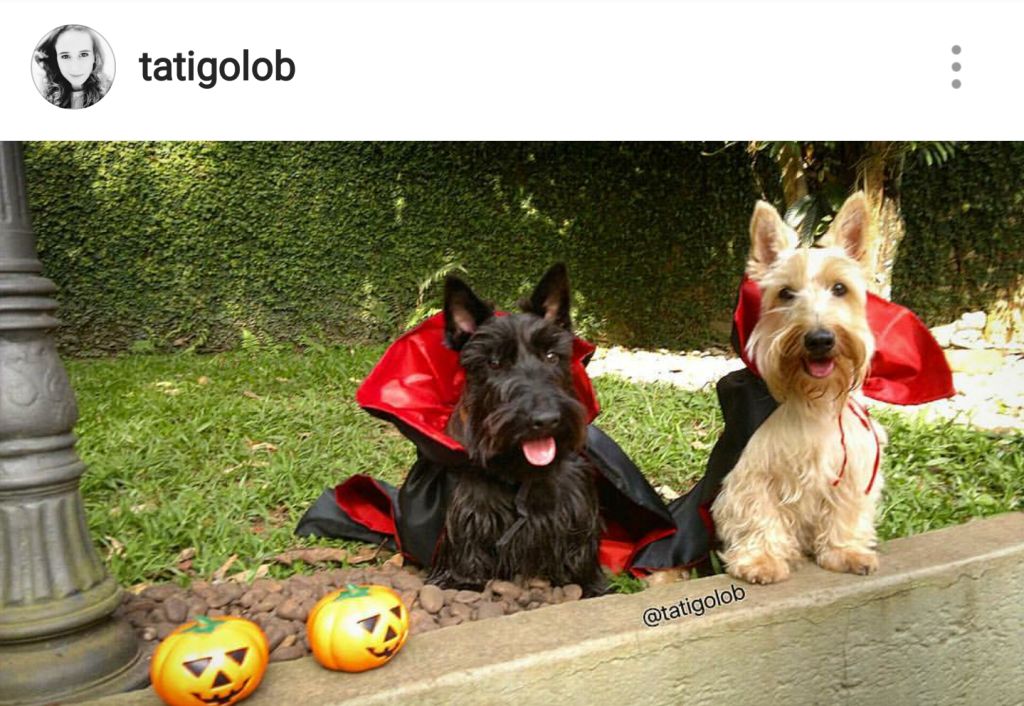 Scottie Mom 15 Scottish Terriers Rocking Costumes
