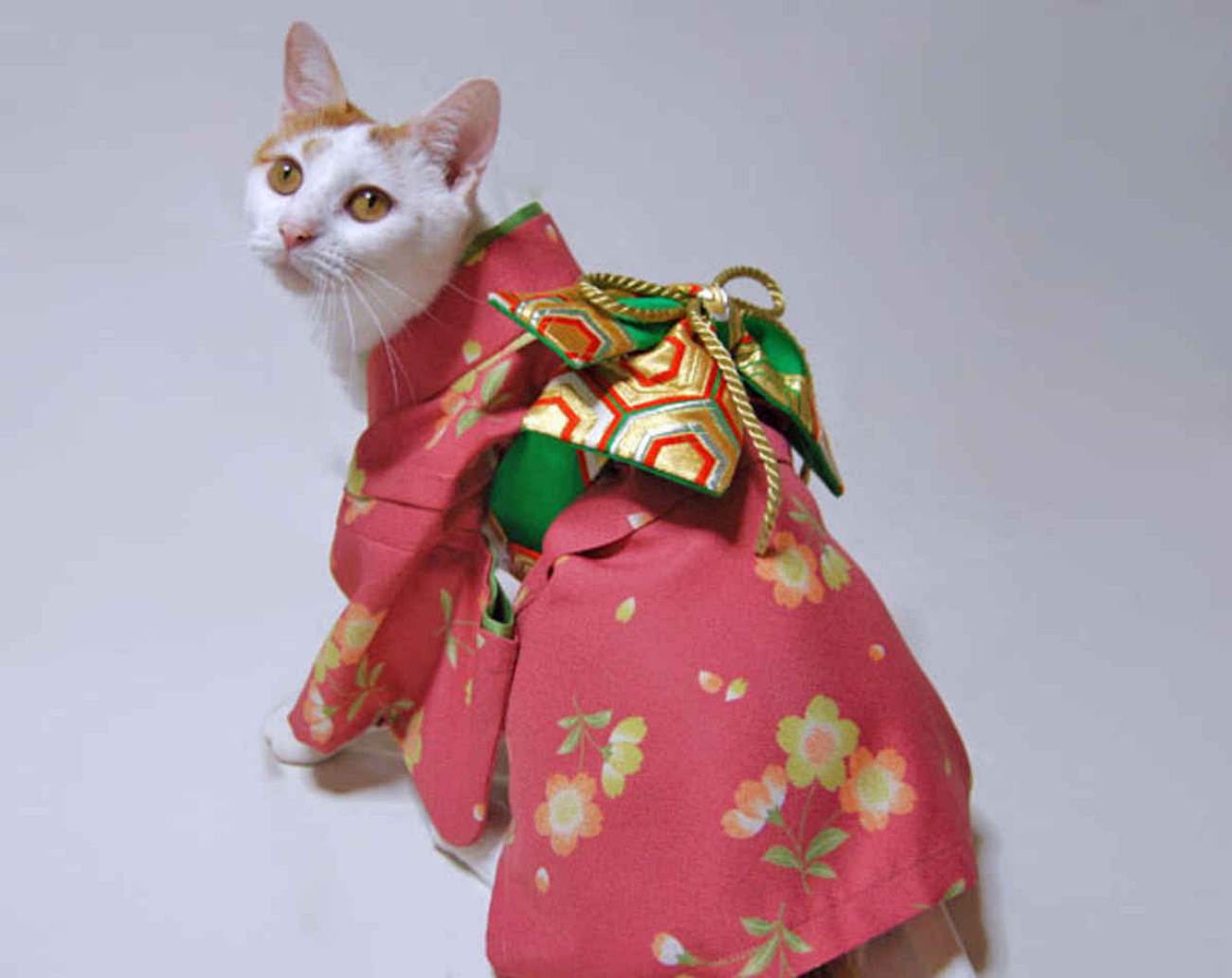 Кошка в кимоно