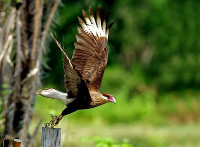 Caracara crestado norteño Caracara cheriway