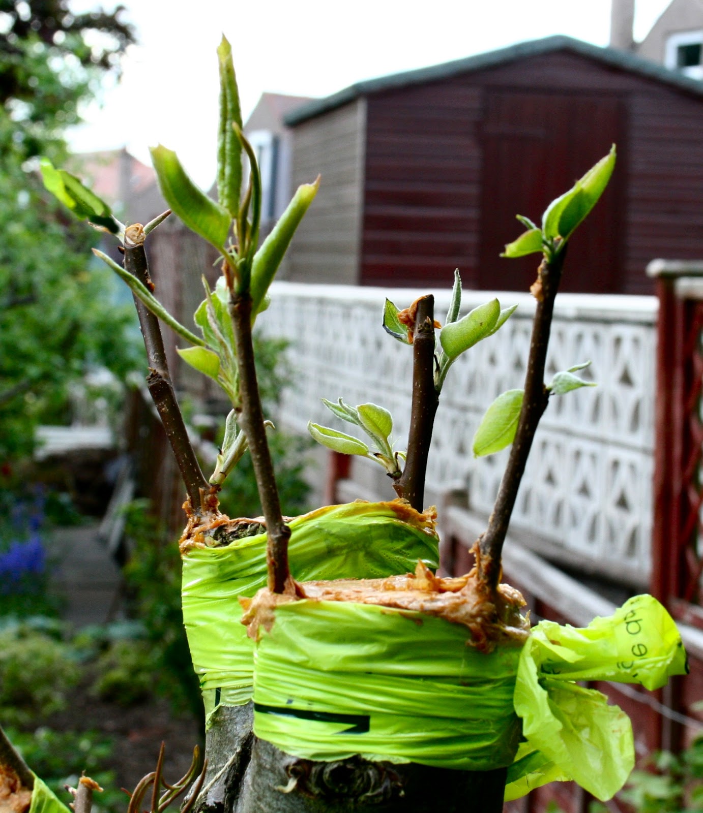 Scottish Artist and his Garden GRAFTING APPLE AND PEAR TREES