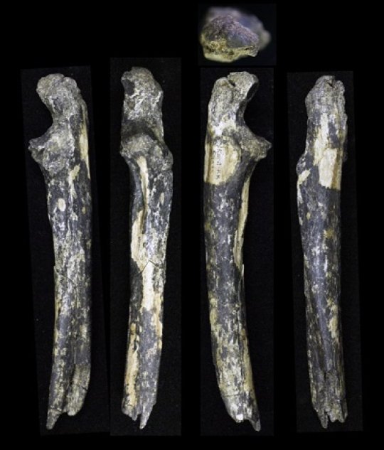 Australopithecus fossils found east of the Great Rift Valley Geology Page