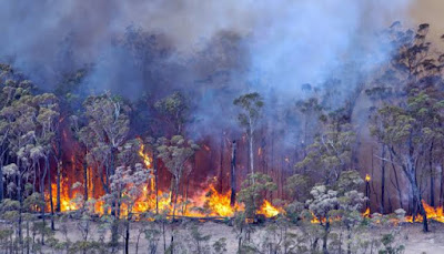 Prepara Australia ayudas millonarias para recuperación tras incendios forestales