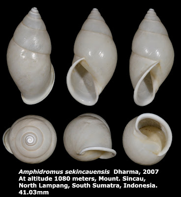 Amphidromus sekincauensis 41.03mm