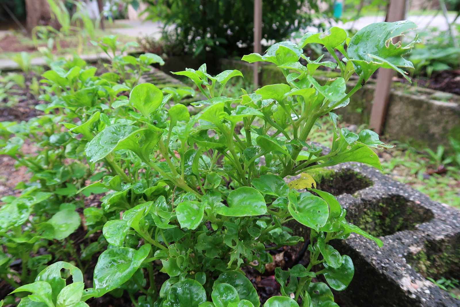 Pavilion's Secret Garden Spanish Spinach