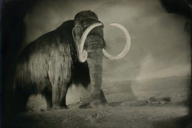 A reconstructed woolly mammoth