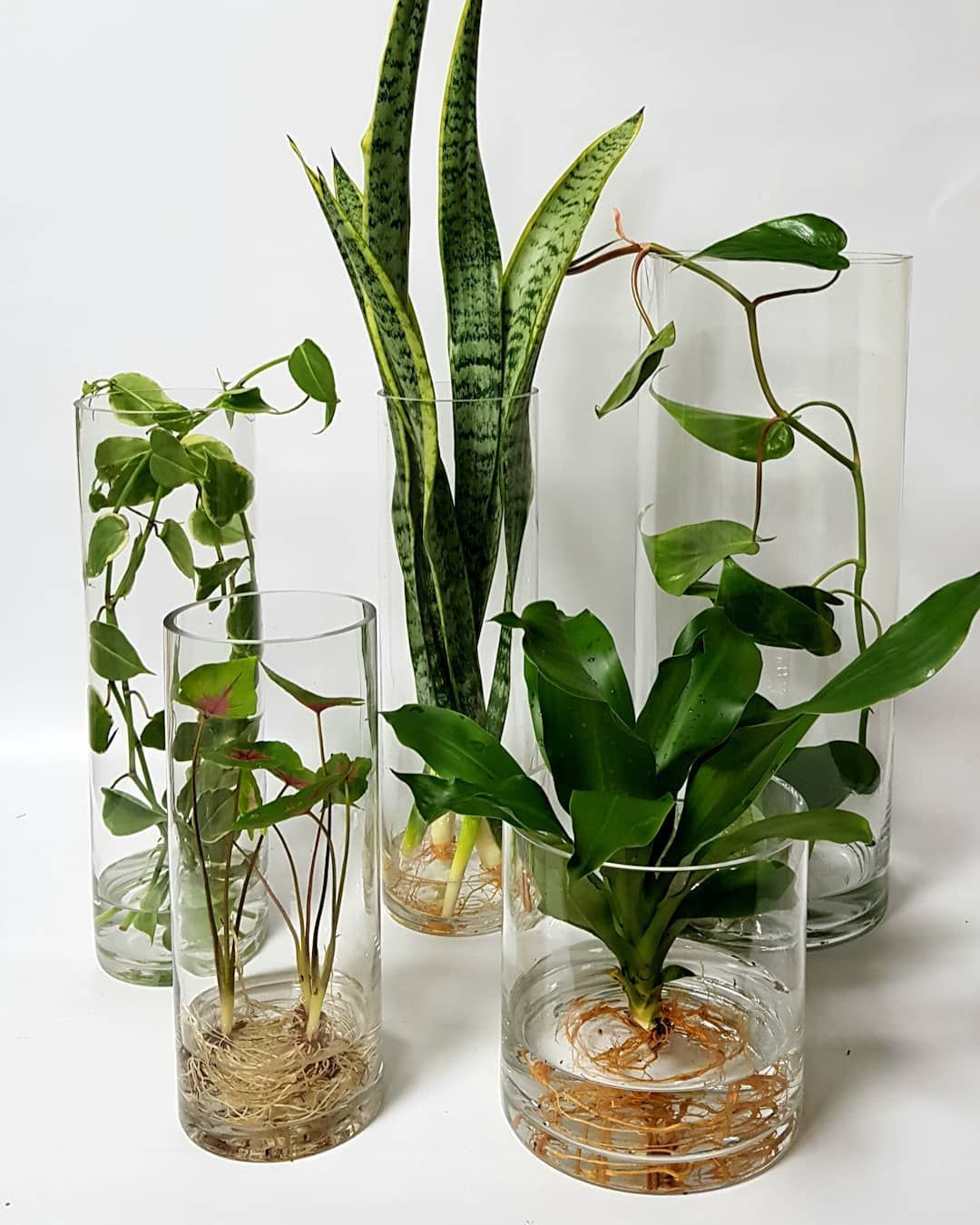 Studio Floral Dora Santoro: Como Cultivar Plantas na Água