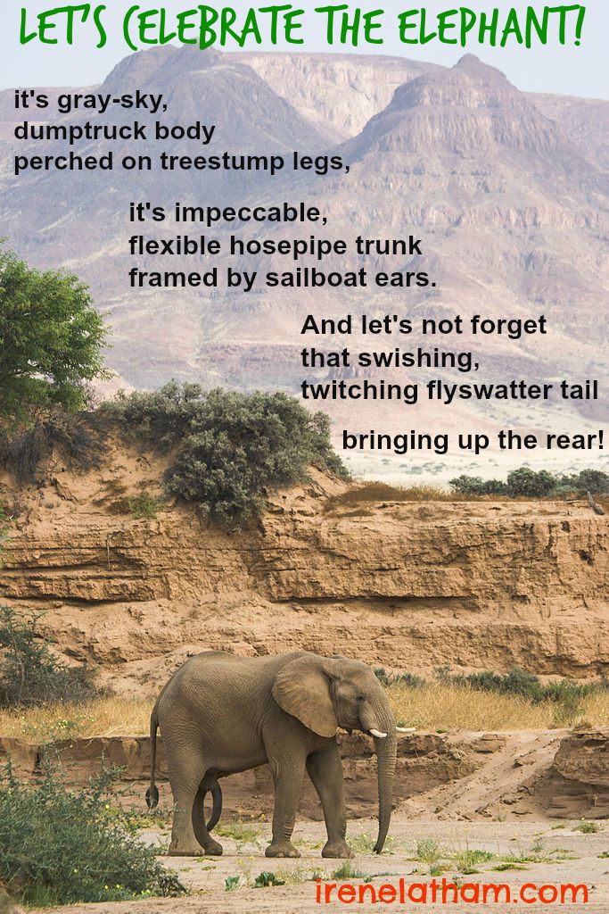 Live Your Poem... Happy Elephant Appreciation Day!