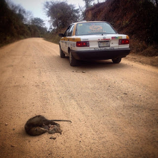 La Carretera de la Muerte. El Triunfo de los Sueños. Diario de un Observador Un tlacuache atropellado con las tripas fuera sirve para me haga consciente del daño incalculable que provocan las carreteras a nuestro planeta y a la selva chiapaneca.
