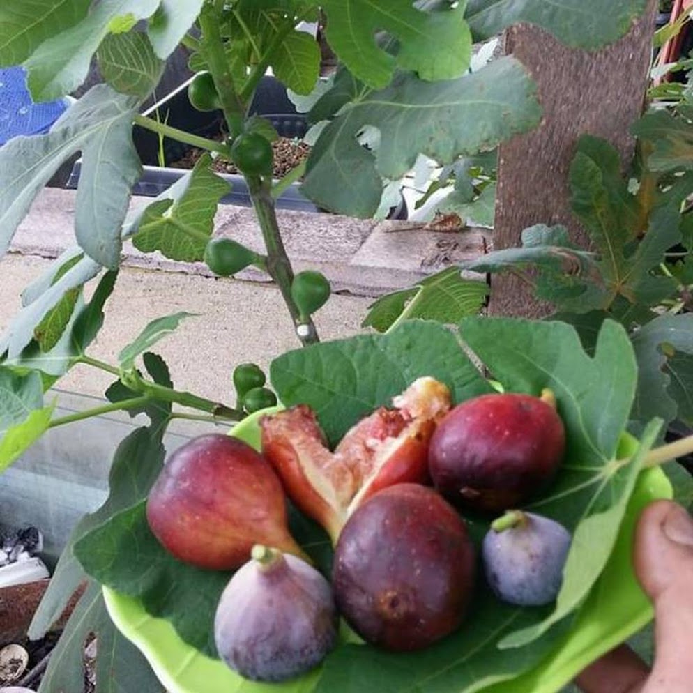 Bibit buah tin green yordan Terlaris Pontianak