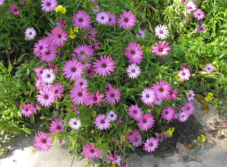 Plantas y flores: Plantas de flor muy resistentes al sol