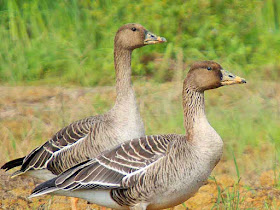 Bean Geese, pair, close-up