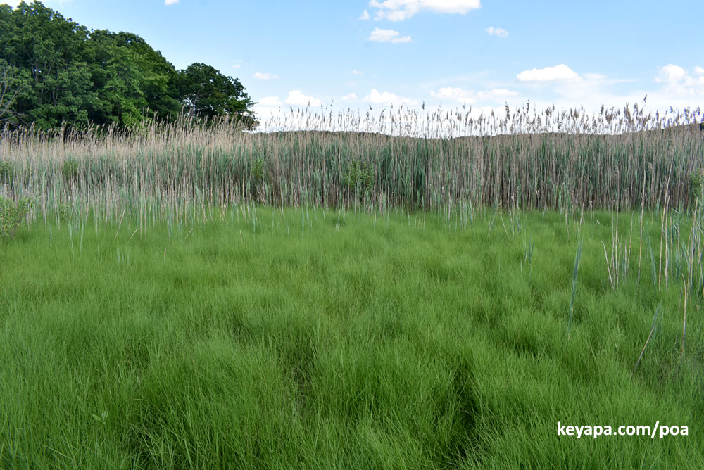 Sejarah Poaceae A Tale of Three Salt Marsh Grasses