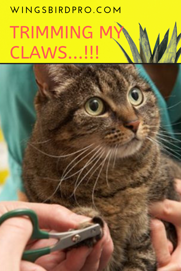 Cat Trimming Guide Step by Step wingsbirdpro.blogspot