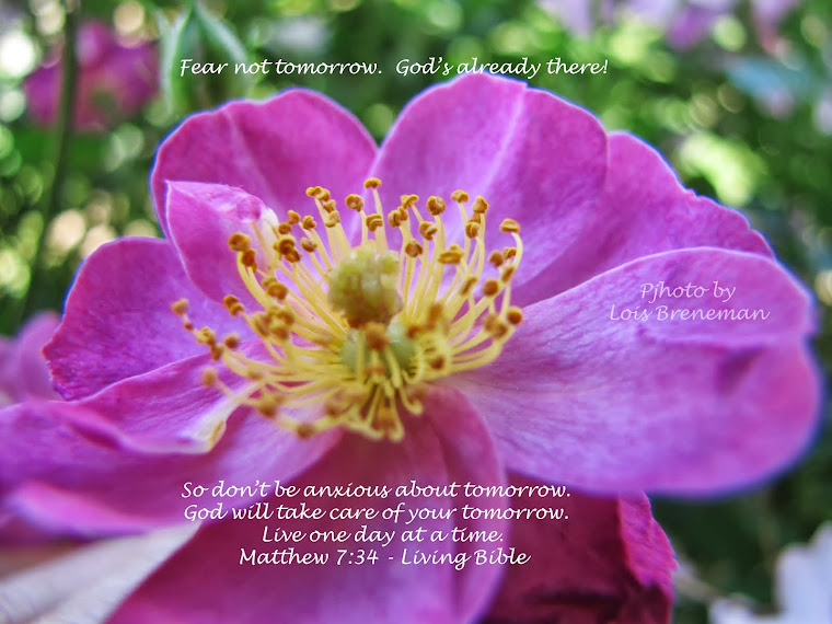 Pink Rose - Matt. 7:34