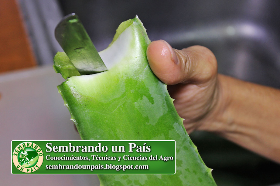 cortando penca de aloe vera