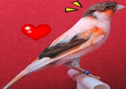 كناري هارليكوين البرتغالي