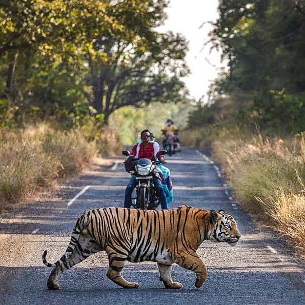 Do Bengal tigers attack humans?