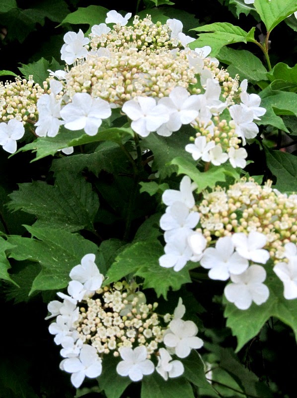 My Little Corner of the World Verbena bush