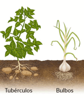 Verduras bulbo tubérculos