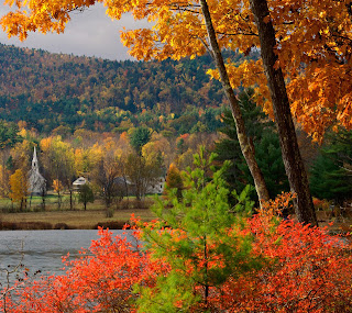 flowers for flower lovers.: Flowers sceneries HD wallpapers.