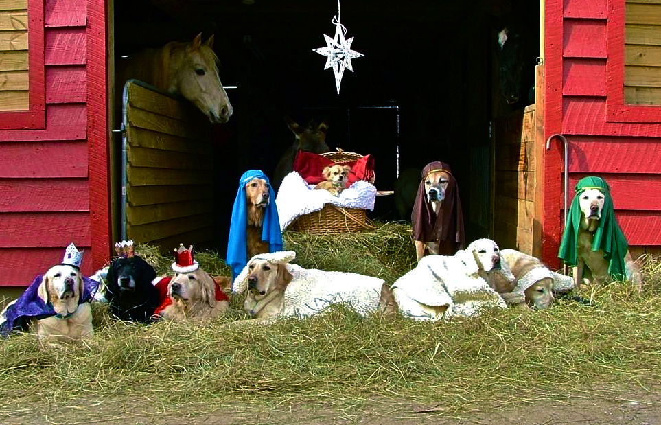 Dog's i view Dog Almighty/dogs in a manger