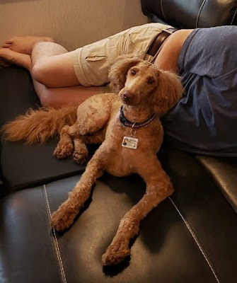 Sophie the Goldendoodle