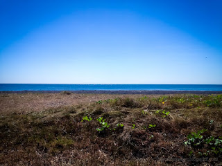 Natural Beach Grass On Sand View In The Dry Season Of Tropical Beach At The Village Umeanyar North Bali Indonesia