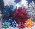 Aquarium Decorations, Decorative Coral, Driftwood, DeCoral, Plants