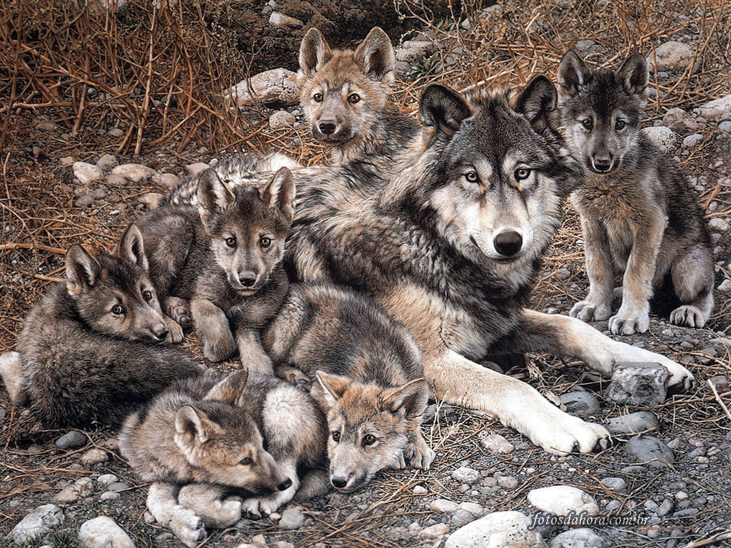 Un Lugar Para Compartir De Verdad Los Lobos Son Tan Malos