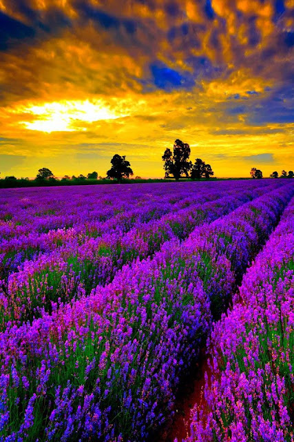 Sunset Lavender Fields Provence France - Amazing Places