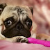14 Reasons Pugs Are The Cutest Dogs On The Earth