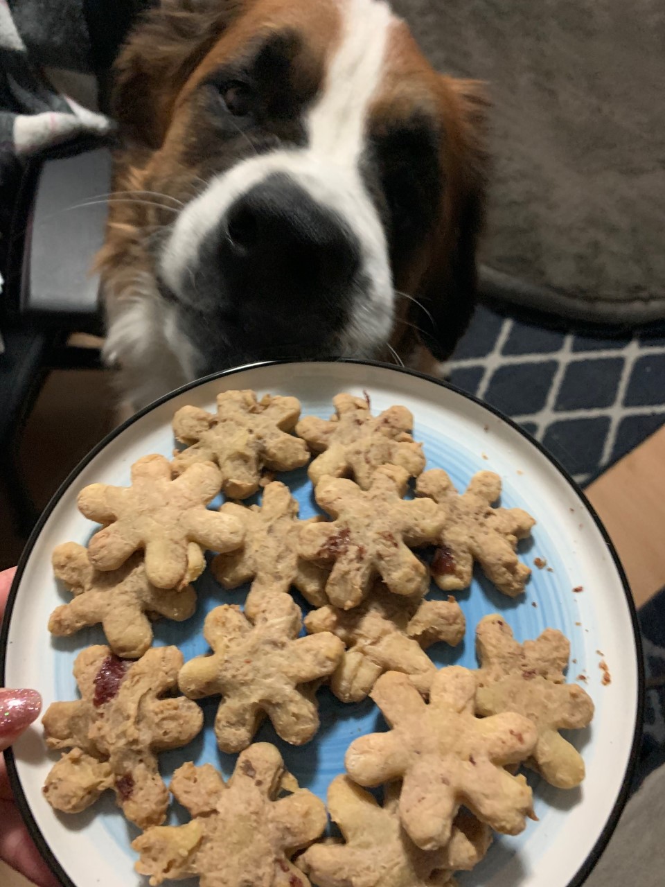 February 23 is National Dog Biscuit Day Peanut butter & jam dog treat