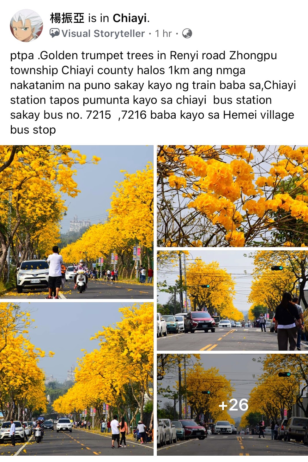 Amazing golden trumpet trees blossoms in southern Taiwan's Chiayi
