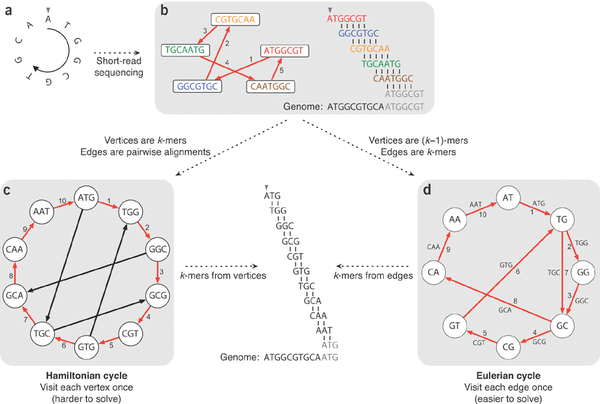 !/perl/bioinfo grafos de De Bruijn