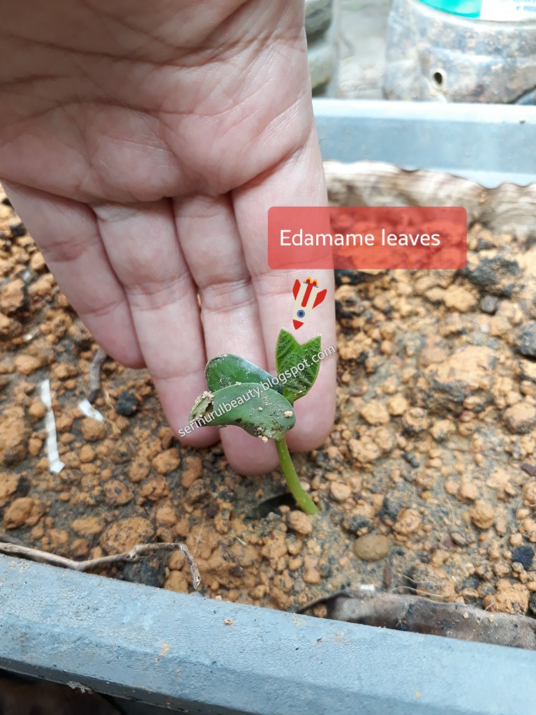 Healthy Nurul Beauty The clear look of my edamame leaves