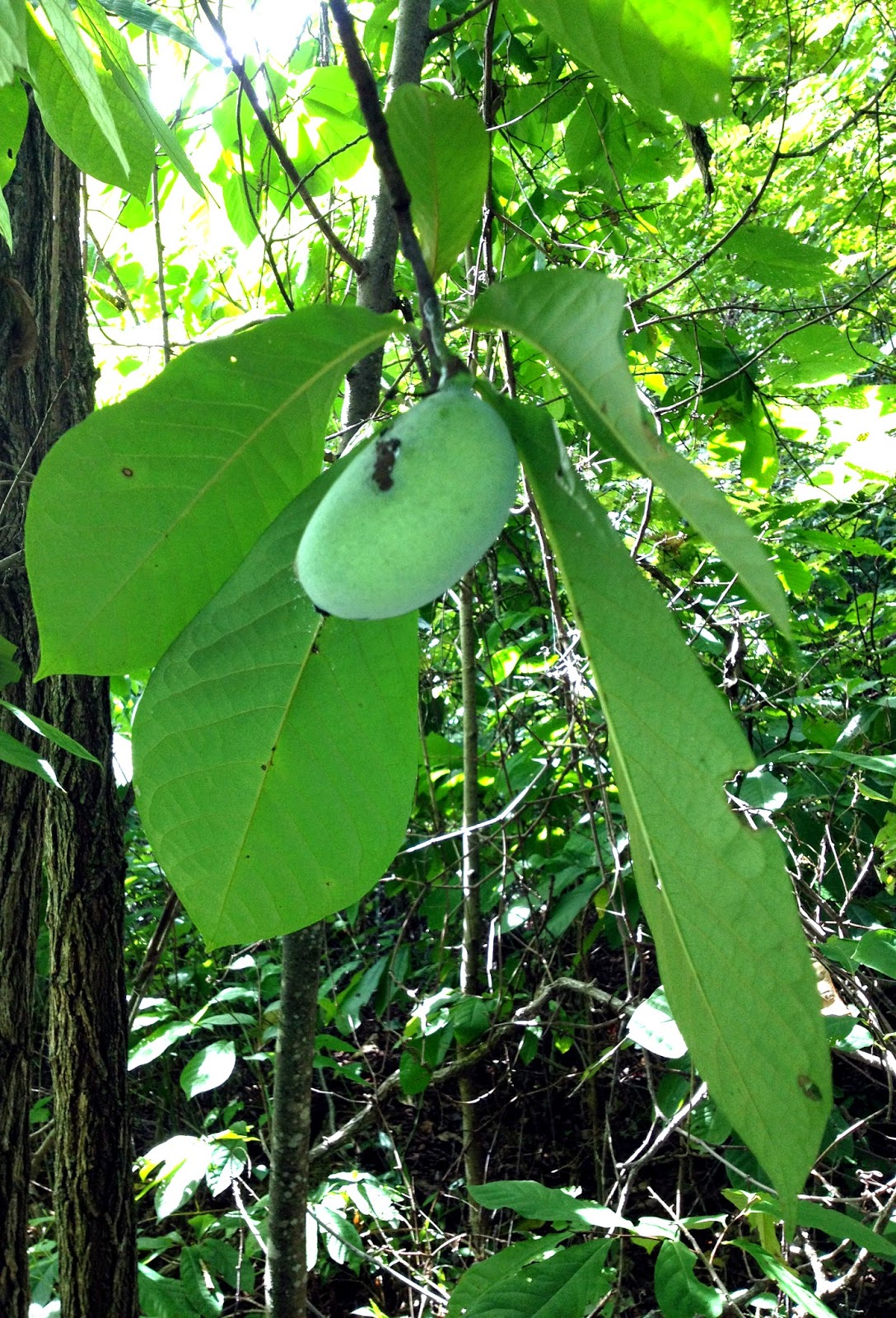 Paw Paw Fruite on Tree. Arkansas. Photo by Johnnie Chamberlin