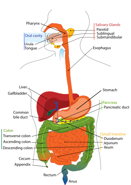 digestive system diagram