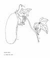 'CUCUMIS SATIVUS' FROM 'CUCURBITACEAE' FAMILY