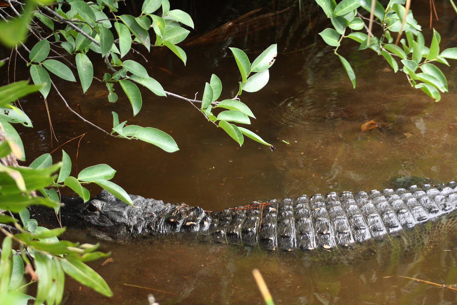 Laura Brownlee's Natural Expressions Wild Alligators from the Swamps